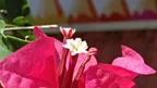 Bougainvillea flower thumbnail