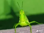 Oriental longheaded grasshopper/locust or the Chinese grasshopper thumbnail