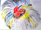 The hen thumbnail