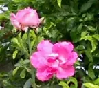 Garden Roses thumbnail