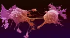 The reduction of a new protein called cadherin-22 can prevent the spreading of cancer cells, researchers say thumbnail