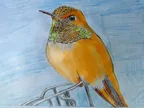 Hummingbird thumbnail