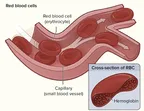 What are the functions of Hemoglobin or haemoglobin? thumbnail