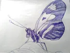 Daily Drawing Challenge - Day 25 Butterfly thumbnail