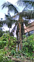 Coconut trees in front of my home thumbnail