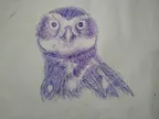 Drawing Burrowing owl using ball pen thumbnail