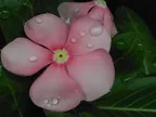 Macro photography - Water drops on flowers thumbnail