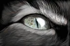 Cat's eye thumbnail