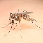 Don’t underestimate Dengue  thumbnail