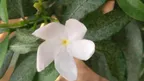 White Jasmine flower thumbnail