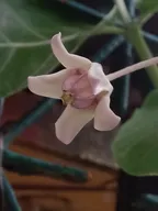 Macro photography - Akanda Crown Flower  (Calotropis gigantea) thumbnail