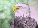 Bald Eagle thumbnail