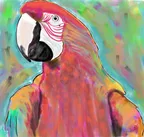 Parrot thumbnail