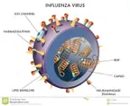 A study reveals a protein called retrocyclin-101 (RC-101) that may heal influenza symptoms thumbnail