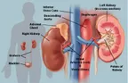 A new study reveals that abnormal function of Kidney may cause diabetes thumbnail