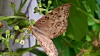 Butterfly in Camera thumbnail