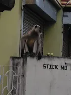 Monkey likes eating fruits thumbnail