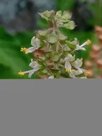 Indian Basil Flowers and leaves thumbnail