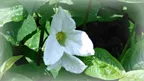 White flower in sunlight thumbnail